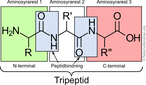 En tripeptid består av tre aminosyrarester. R är sidokedjan från den första aminosyran. R' respektive R'' är för den andra och tredje aminosyran.